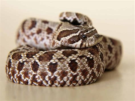 Western Hognose Snake: Care Guide Checklist for Beginners