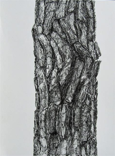 Bark pine tree | Trees art drawing, Tree drawing, Tree art