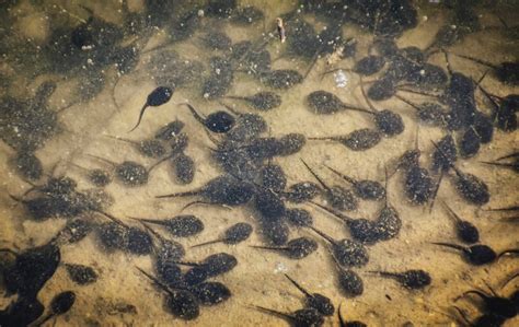 The Cane Toad Invasion: Damage to Australia's Ecosystem and Adaptation ...