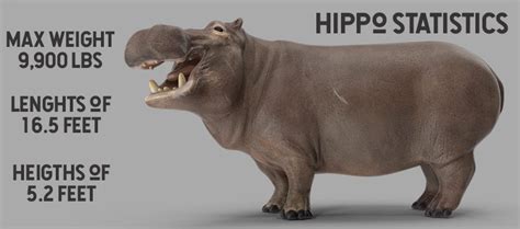 How to Survive a Hippo Attack - DANGEROUS HIPPO BASICS