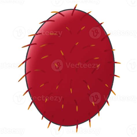 Cartoon clip art fruit rambutan PNG 35654141 PNG