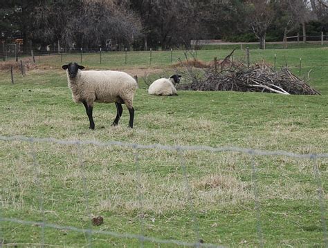 suffolk sheep | these are the kind i want to get. | julie | Flickr