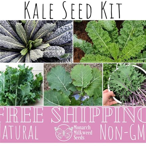 Kale Seeds - Etsy