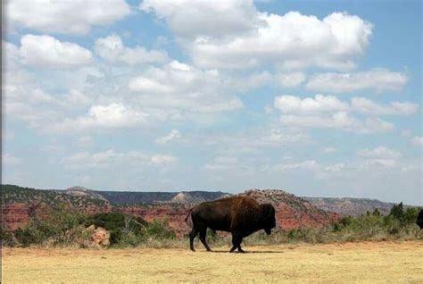 Buffalo | Caprock canyon state park, State parks, Bison photo