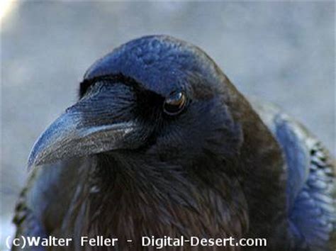 Death Valley Wildlife