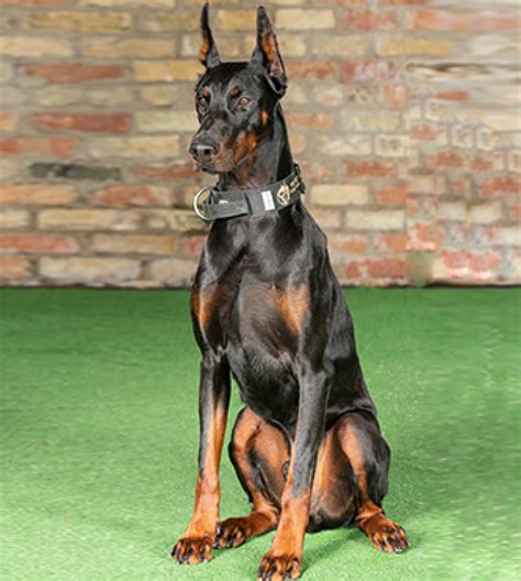 How To Train A Doberman For Protection