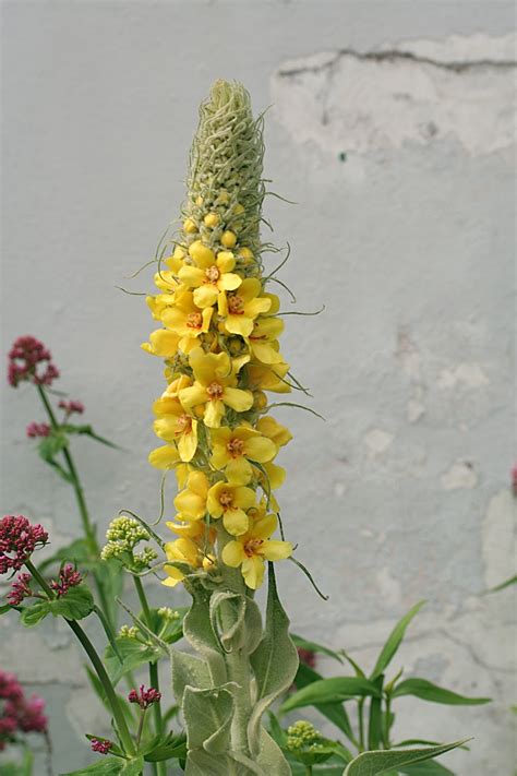 The Herb Hound: MULLEIN