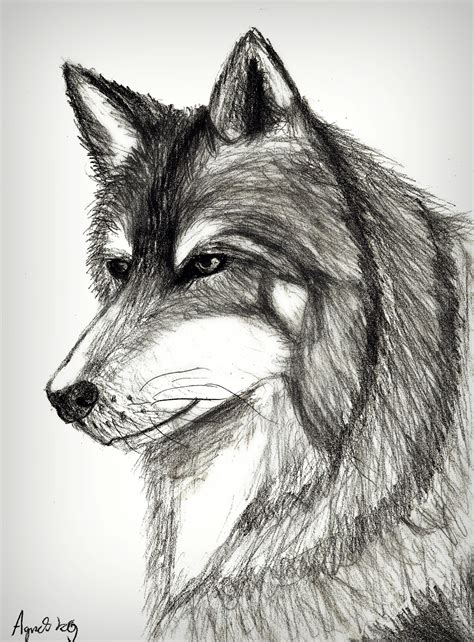 Realistic Wolf Drawing Step By Step at PaintingValley.com | Explore ...