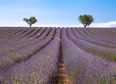 Best Lavender Fields of Provence, France - 2021 Guide!