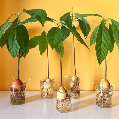 OHIO TROPICS | Houseplant Care on Instagram: “Love this avocado family ...