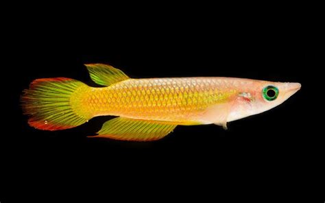 Breeding Golden Wonder Killifish: Top 4 Useful Information