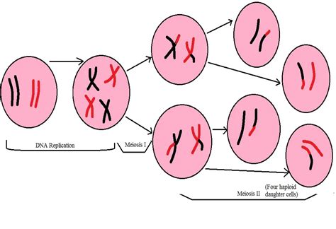 What are the Differences between Meiosis and Mitosis?