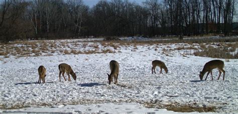 How Many food Plots Do I Need? | Mossy Oak Gamekeeper