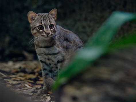 Facts about Andean Mountain Cats