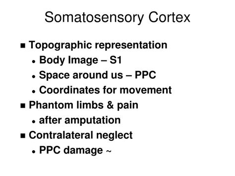 PPT - Somatosensation PowerPoint Presentation, free download - ID:5739473