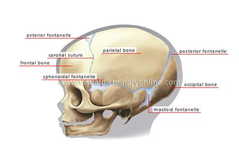 HUMAN BEING :: ANATOMY :: SKELETON :: CHILD’S SKULL image - Visual ...