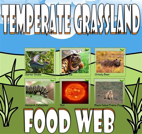 Grassland Animals Food Chain - greenwayzesh