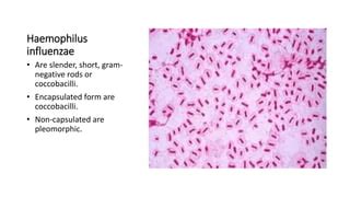 SPUTUM GRAM STAIN.pptx