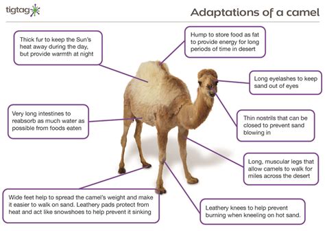 Structural And Behavioral Adaptations Of A Camel - This conserves ...