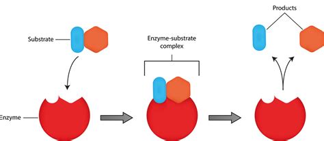 Enzyme Substrate Complex Labeled