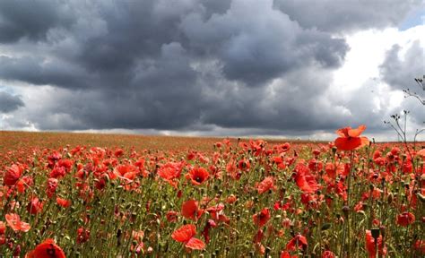 When is Remembrance Day 2023? How Armistice Day is different to ...