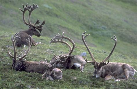 Karibu --- im Denali / Alaska Foto & Bild | fotos, natur, tiere Bilder ...