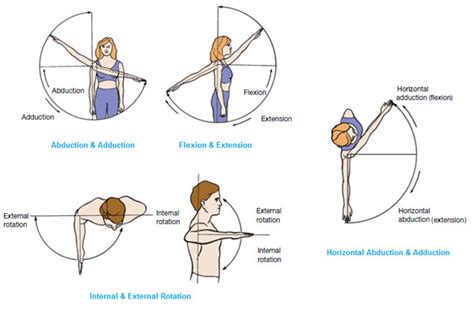 Muscles That Move the Arm