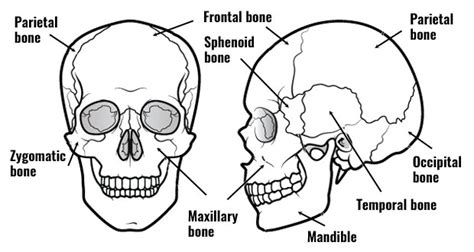 Bones Of The Skull - Cranium & Facial Bones Explained - TeachPE.com