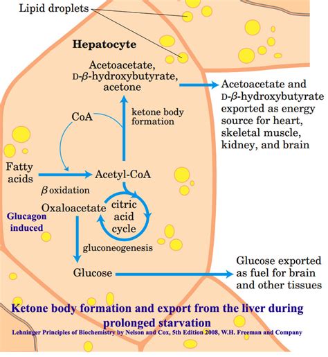 Ketogenesis: Synthesis of ketone bodies - Biotech MCQ