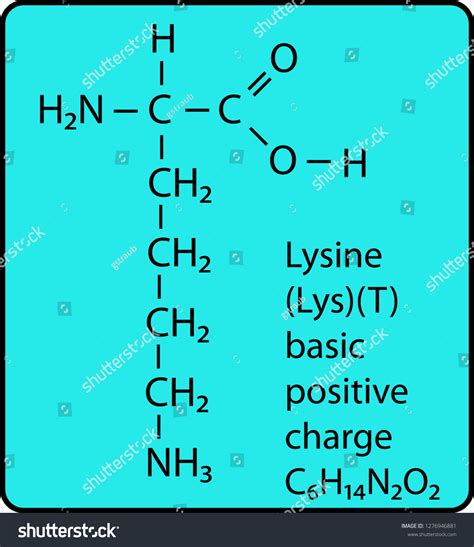 Lysine Amino Acid Molecule Skeletal Structure Stock Vector (Royalty ...