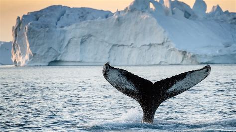 Go on a whale safari | See whales in Greenland | Air Greenland COM