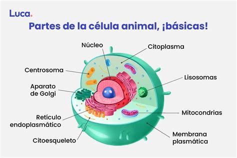 CÉLULAS