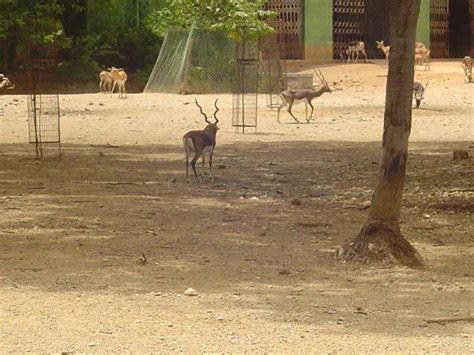 Ranibennur Blackbuck Sanctuary in Tumkur, Karnataka | BangaloreOrbit.com