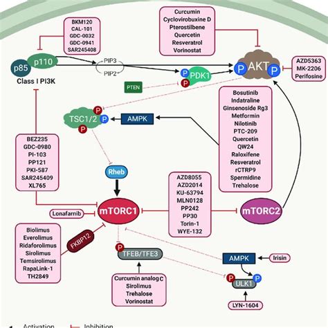 Autophagy inhibitors and the autophagy pathway. The autophagic ...