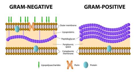 Gram-Positive vs. Gram-Negative | Biology Dictionary