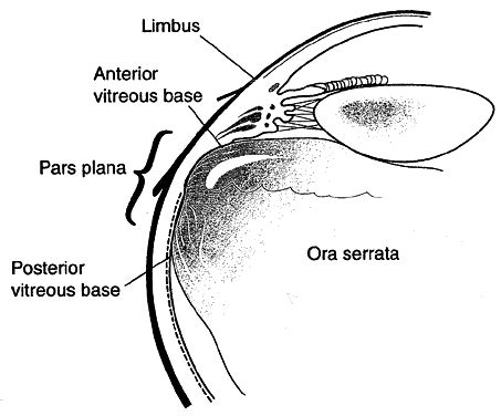 Pars Plana Anatomy