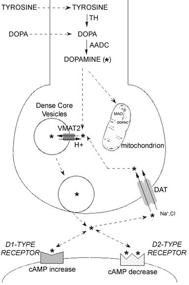 Dopamine metabolism. Tyrosine is converted to L-3,... | Download ...