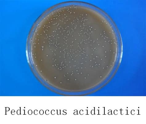 Probiotics Feed Additive Pediococcus Acidilactici - Buy Beneficial ...