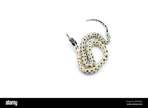 White-black King snake isolated on white background Stock Photo - Alamy