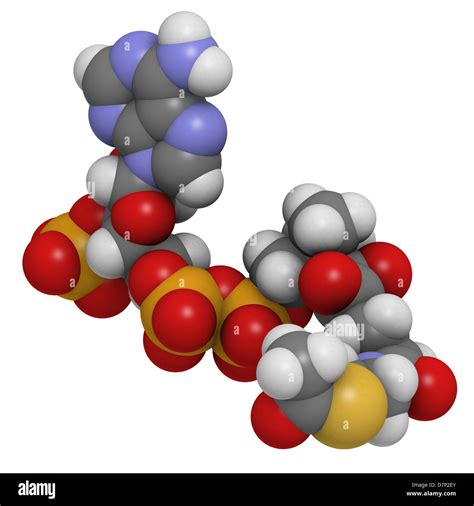 Acetyl-coenzyme A (Acetyl-coA) biochemical, molecular model. Atoms are ...