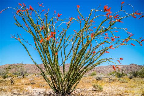 Even Sonoran Desert plants aren’t immune to climate change | UCR News ...