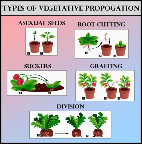 Vegetative propagation refers to the formation of new plants from(a ...