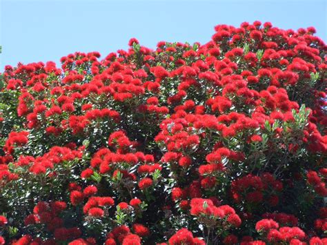 Alan Jolliffe: POHUTUKAWA - THE NEW ZEALAND CHRISTMAS TREE