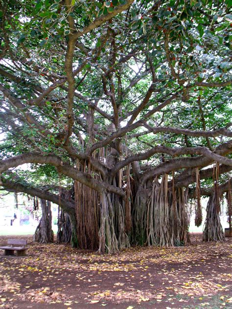 Banyan Tree Free Stock Photo - Public Domain Pictures