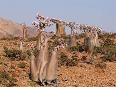 Desert Rose Socotra Island | Desert Rose | Socotra, Weird plants ...