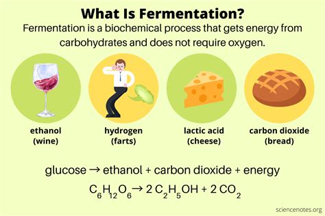 What Is Fermentation? Definition and Examples