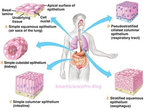 epithelial tissue | Epithelial Tissues | Human anatomy and physiology ...