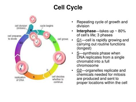 PPT - Cell Cycle PowerPoint Presentation, free download - ID:5785357