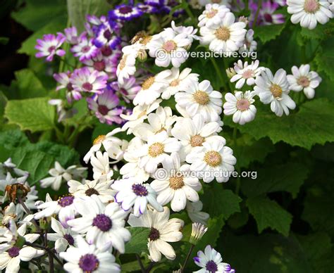 Cineraria flower varieties