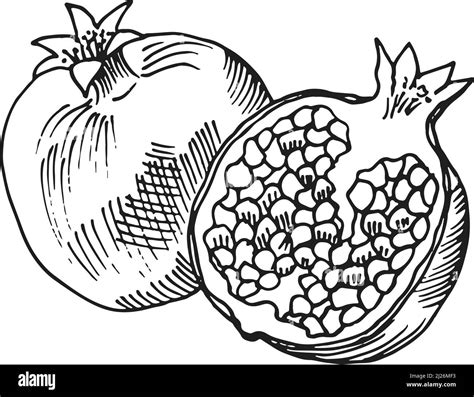 Pomegranate illustration Black and White Stock Photos & Images - Alamy